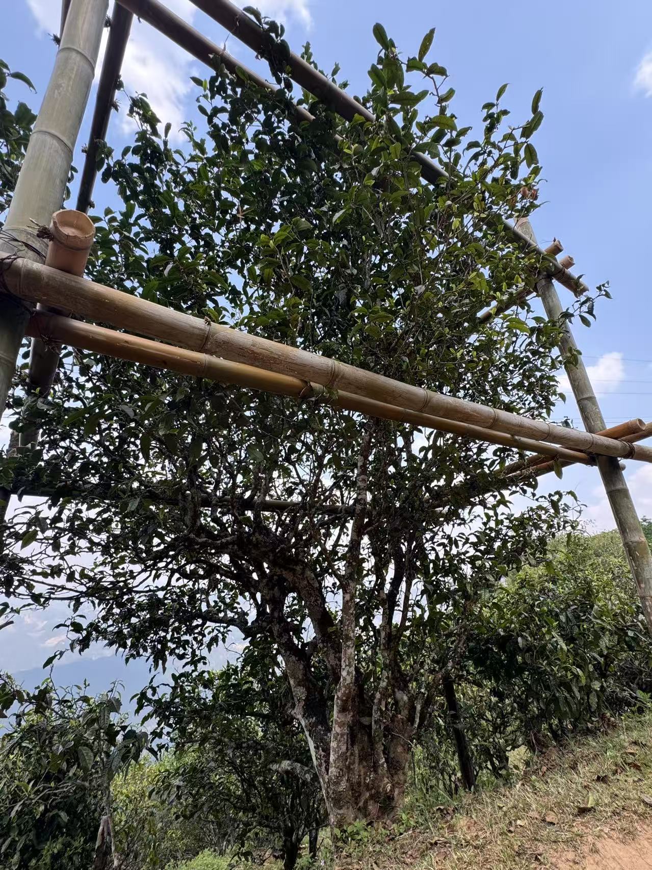 云南山地古茶树