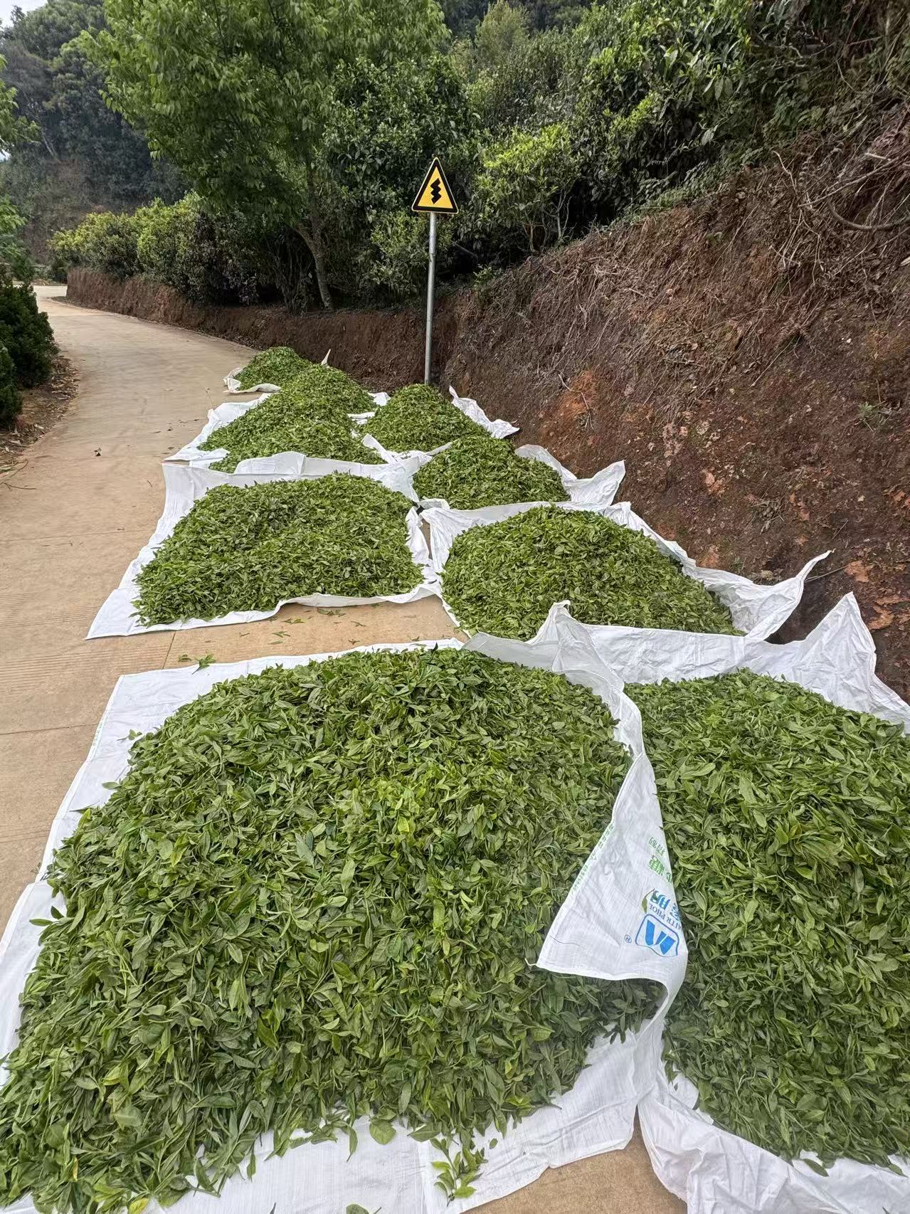 云南茶叶鲜叶原料