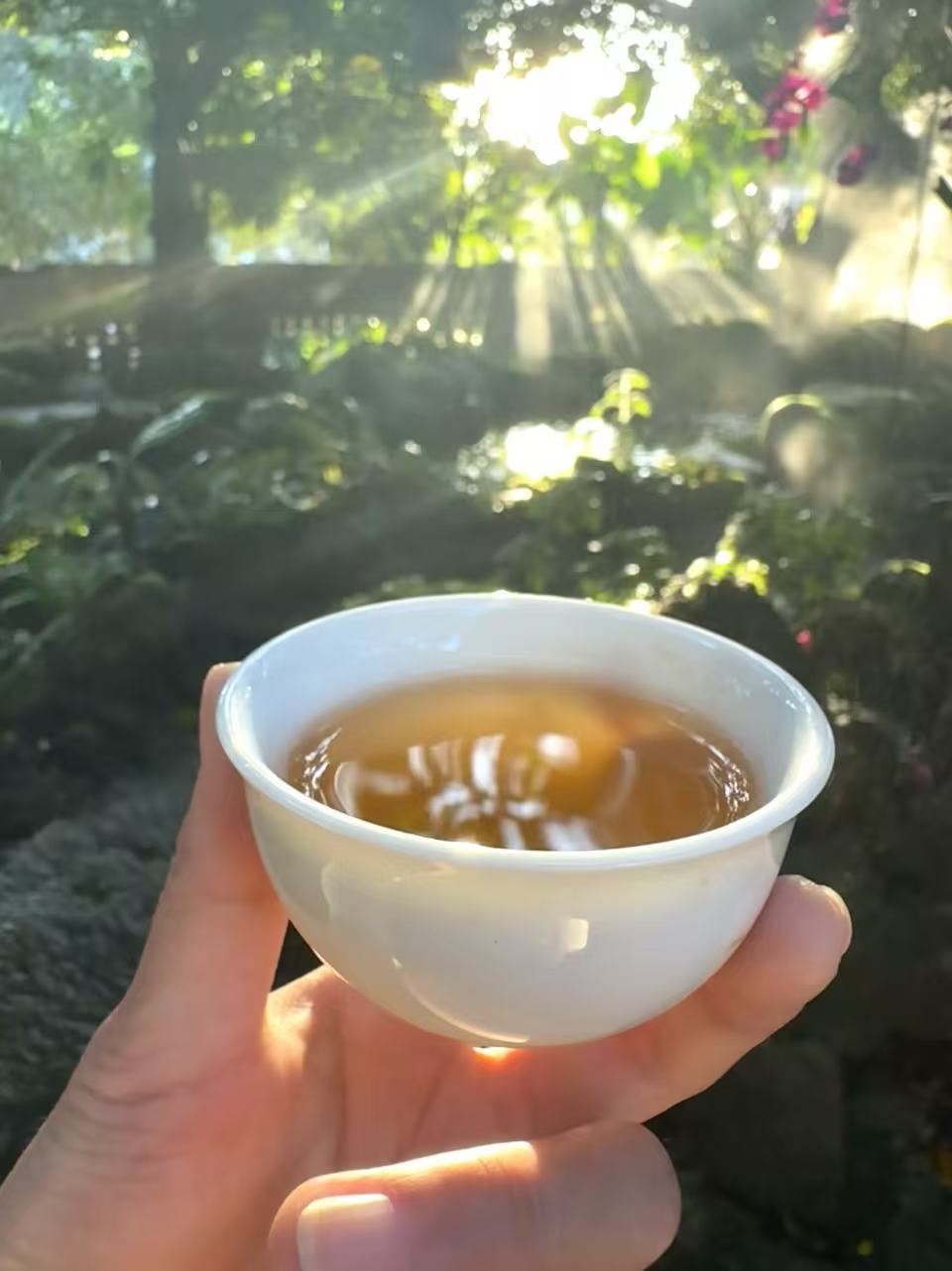 阳光下观察茶汤